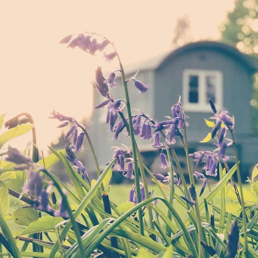 Skylark Shepherds Hut Royal Tunbridge Wells Zewnętrze zdjęcie
